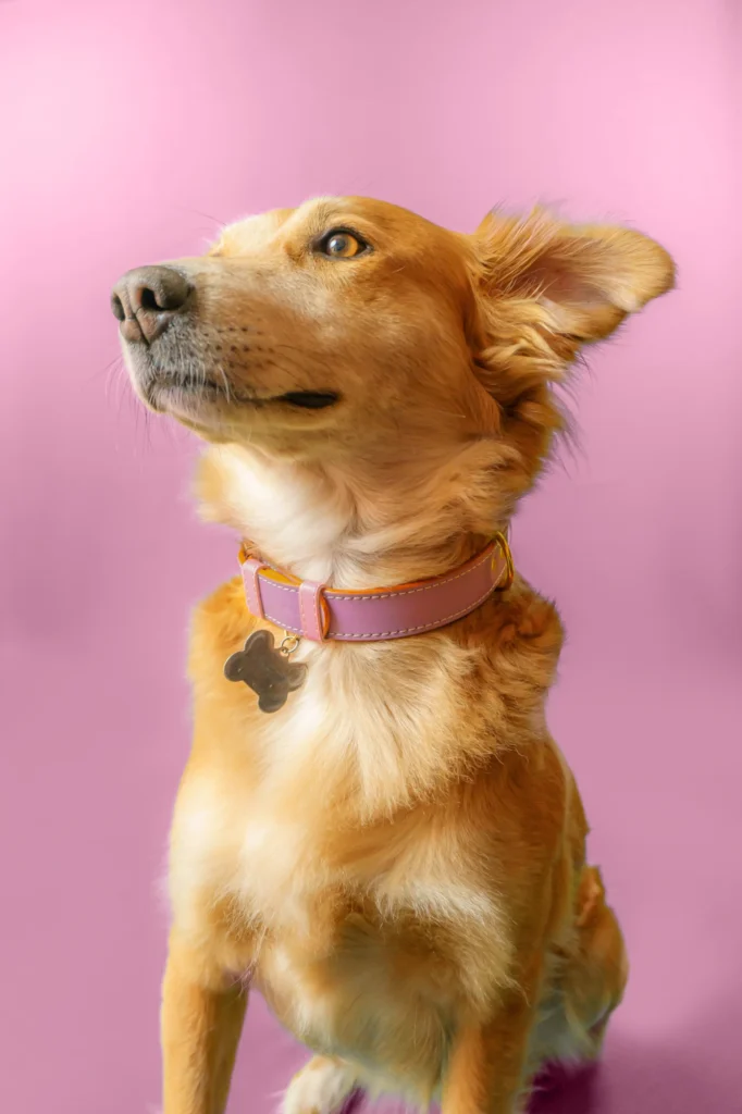 Fotografía de Producto